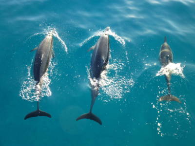 SEE DOLPHINS IN MAUI