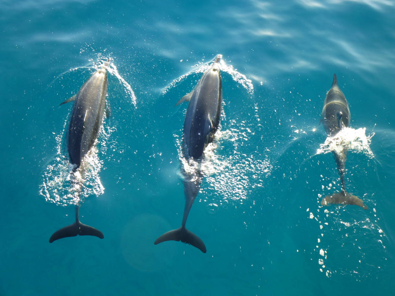 Maui Magic Adventure Snorkel Spot Dolphins on Your Maui Snorkel Tour