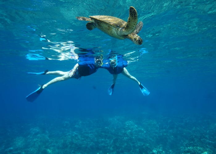 Swim With Turtle