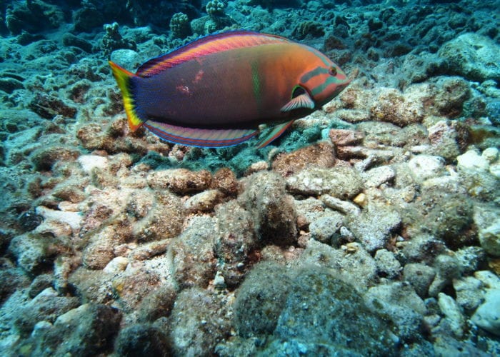 Colorful Fish