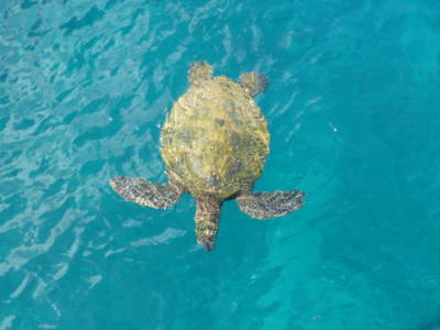 Snorkeling With Maui Sea Turtles