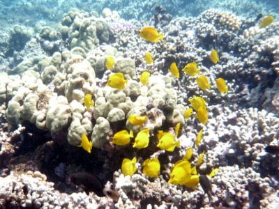 Coral Reef