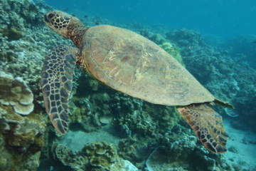 Turtle And Coral Reef