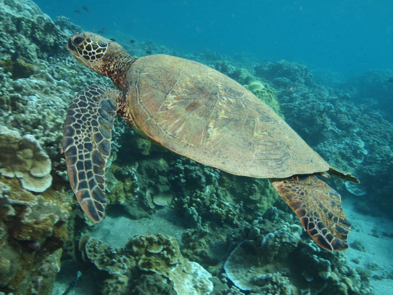 Hawaiian Green Sea Turtles - Four Winds Maui Snorkeling - Molokini