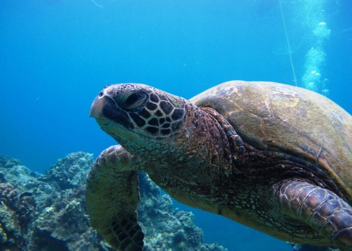 Turtle Close Up