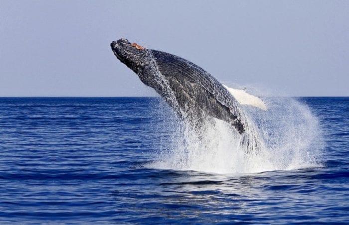 Humpback Whale Breach