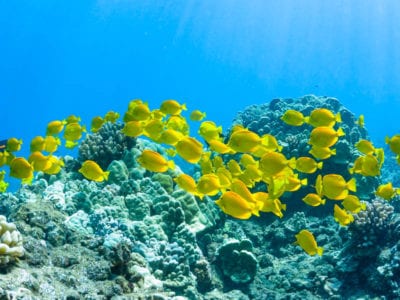 Banner Reef