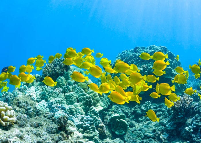 Morning Snorkel to Molokini Crater or Coral Gardens