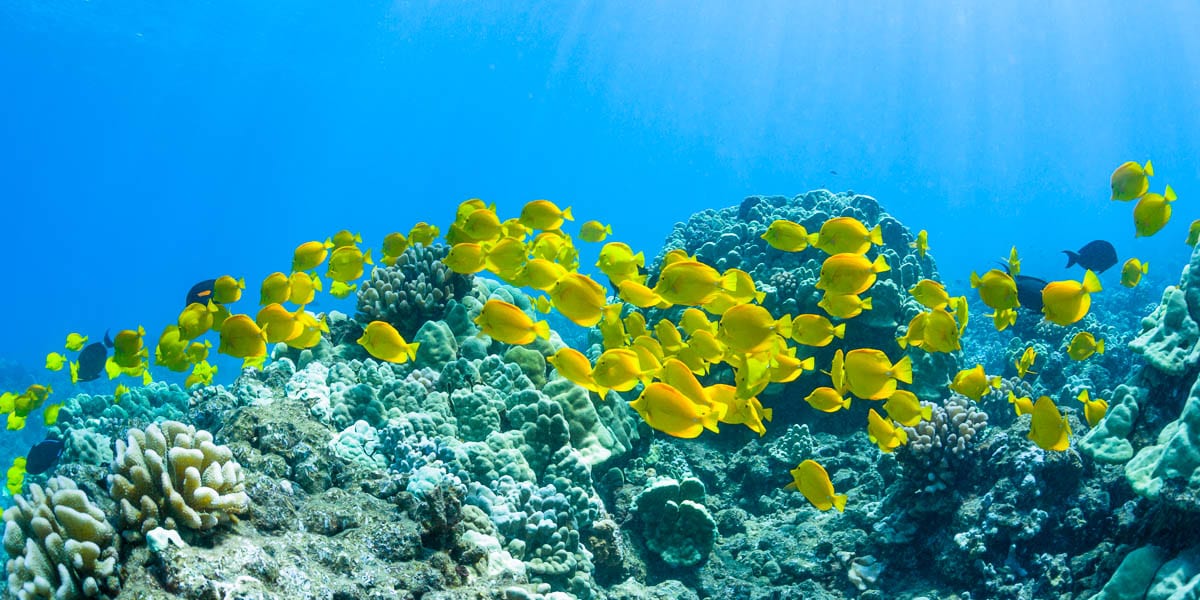 Morning Snorkel to Molokini Crater or Coral Gardens