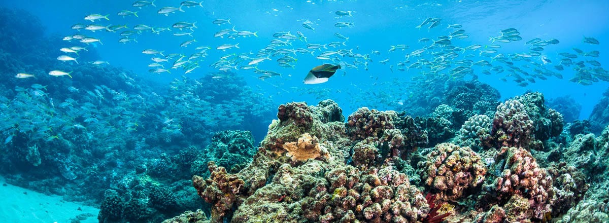 Molokini Maui Afternoon Snorkel