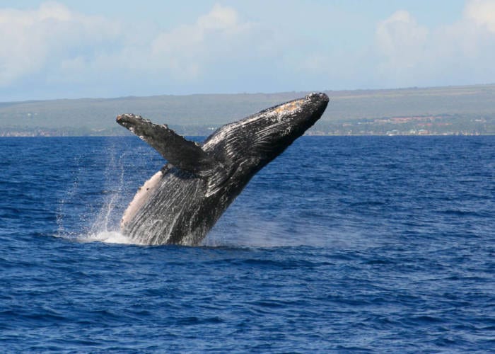 Banner Whale
