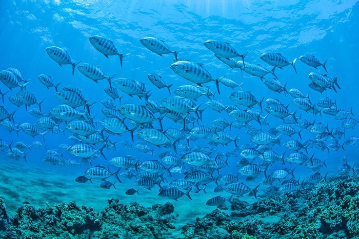 A School Of Fish