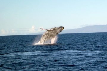 Whale Watching