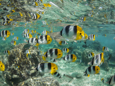 Top 5 Snorkeling Spots In Maui