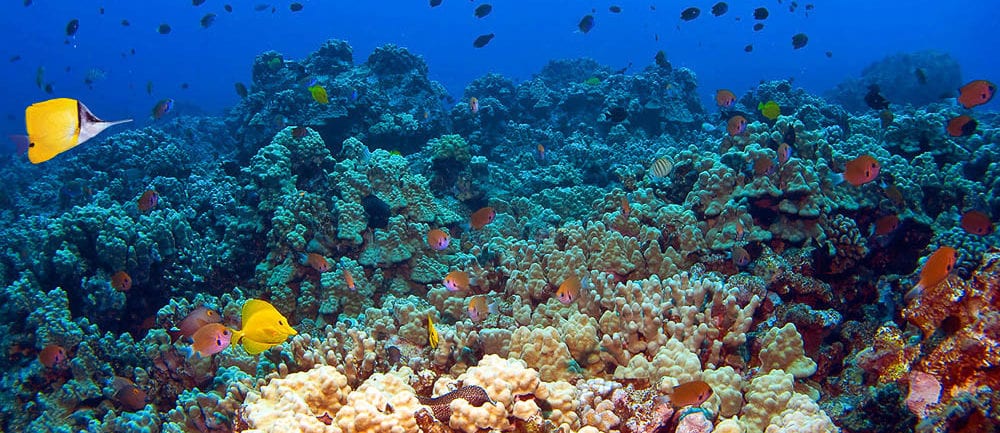 Snorkel Coral Gardens Best Snorkeling In Maui Four Winds Ii