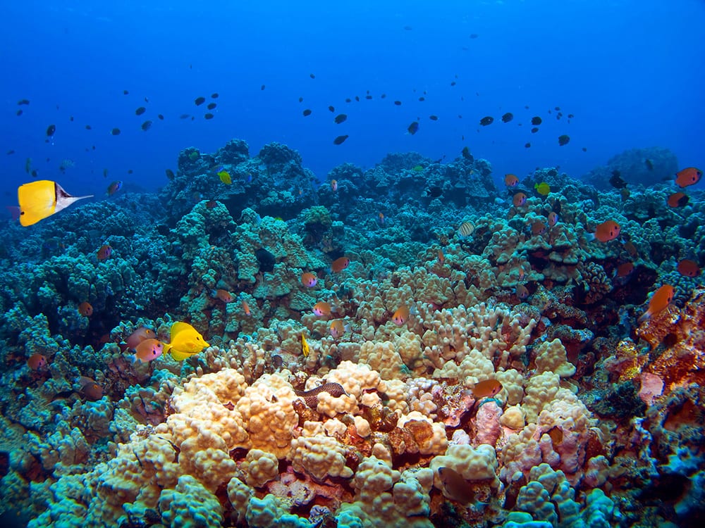 Шезлонг garden way coral - 92 фото