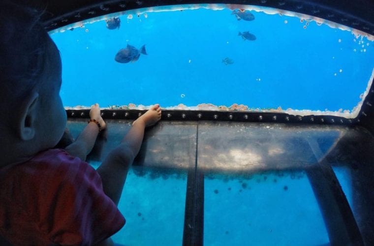 Glass Bottom Boat Snorkel