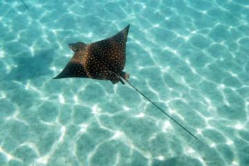 Eagle Ray