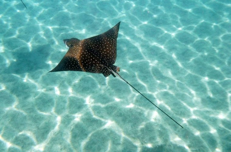 Eagle Ray