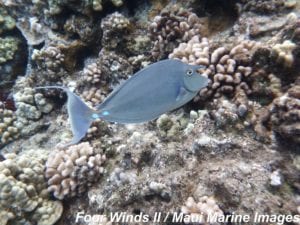 Unicorn Fish from the Four Winds Maui