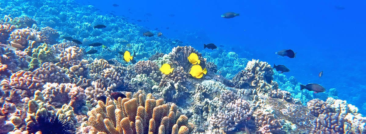 Morning Snorkel To Molokini Crater Or Coral Gardens