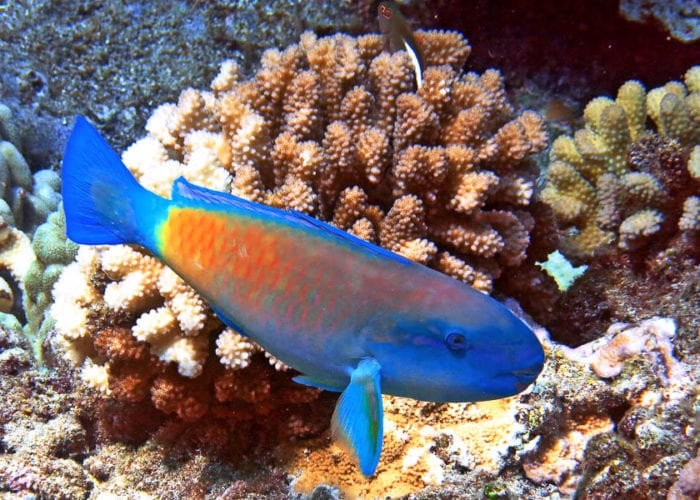 Fish Coral Reef