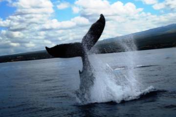 Humpbacks