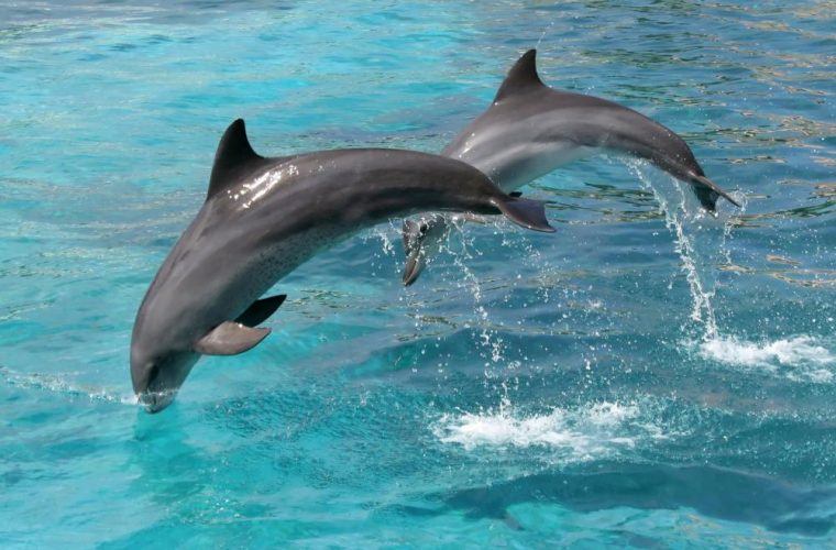 Two Jumping Dolphins