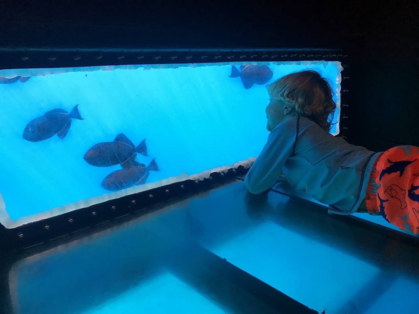 GLASS BOTTOM VIEWING ROOM FOUR WINDS II Four Winds Maui Snorkeling