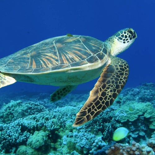 Turtle Under The Ocean