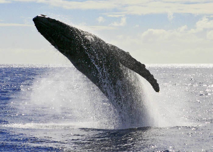 maui whale watching four winds