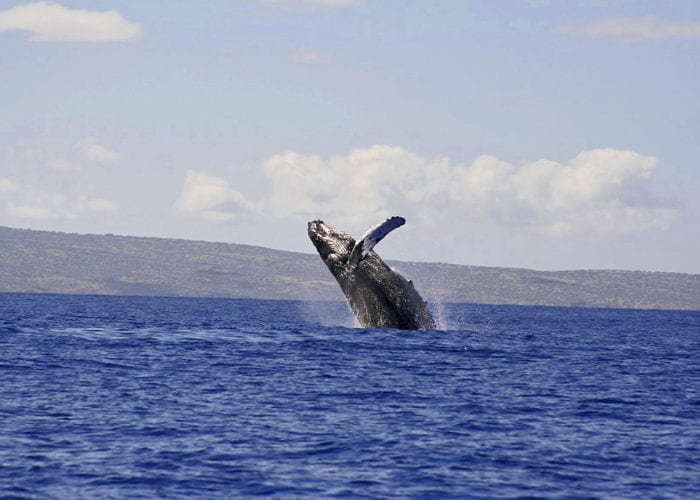 Maui Whale Watching Four Winds