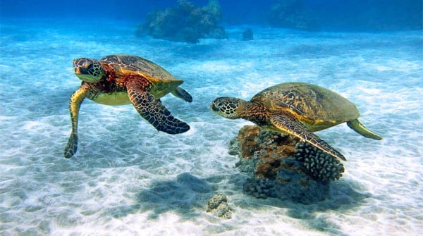 Maui's Turtle Beach: 8 Tried-and-True Spots for Sea Turtle Sightings In and  Out of the Water - Maui Trip Guide