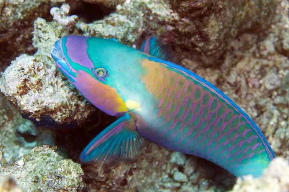 Parrotfish-In-De-Red-Sea Parrotfish In De Red Sea