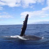 Whale Watching Maui Fluke Slap