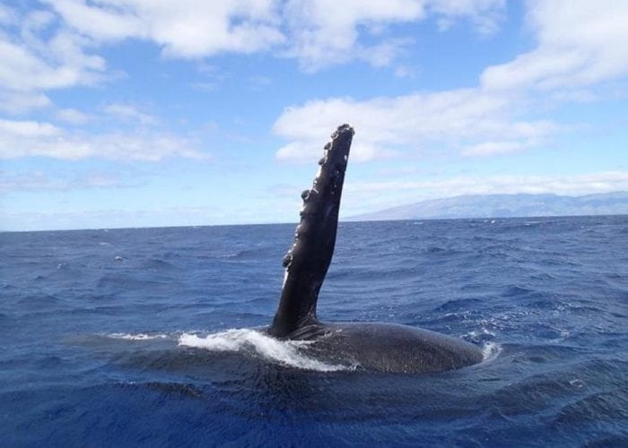 Whale Watching Maui Fluke Slap