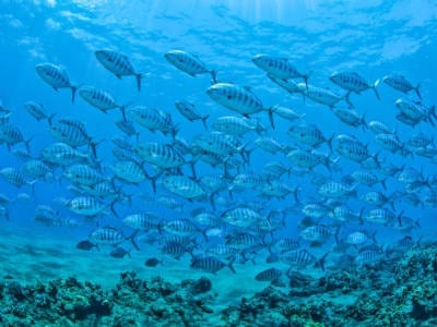 School Of Fish