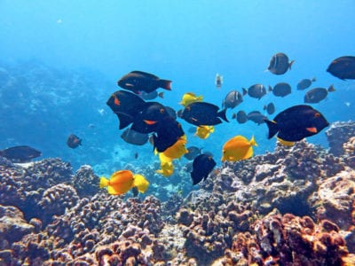 MauiMagic Misc Underwater High Res