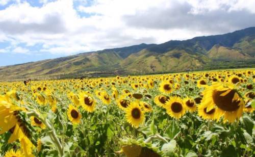 Sunflowers