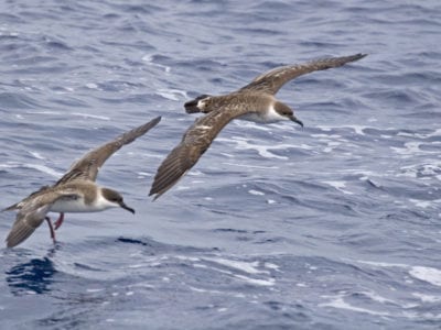 Shearwaters