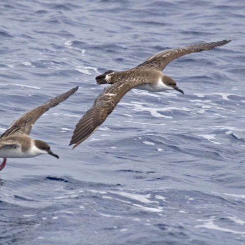 Shearwaters