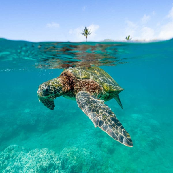 Turtle Spotting