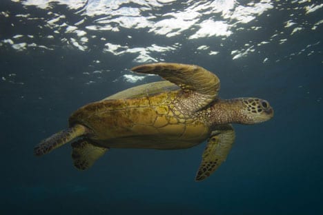 Green turtles are commonly found in the Pacific