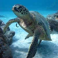 Hawaii Sea Turtle