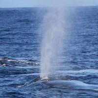 Whale-Watching-Maui-Whale-Blow Whale Watching Maui Whale Blow