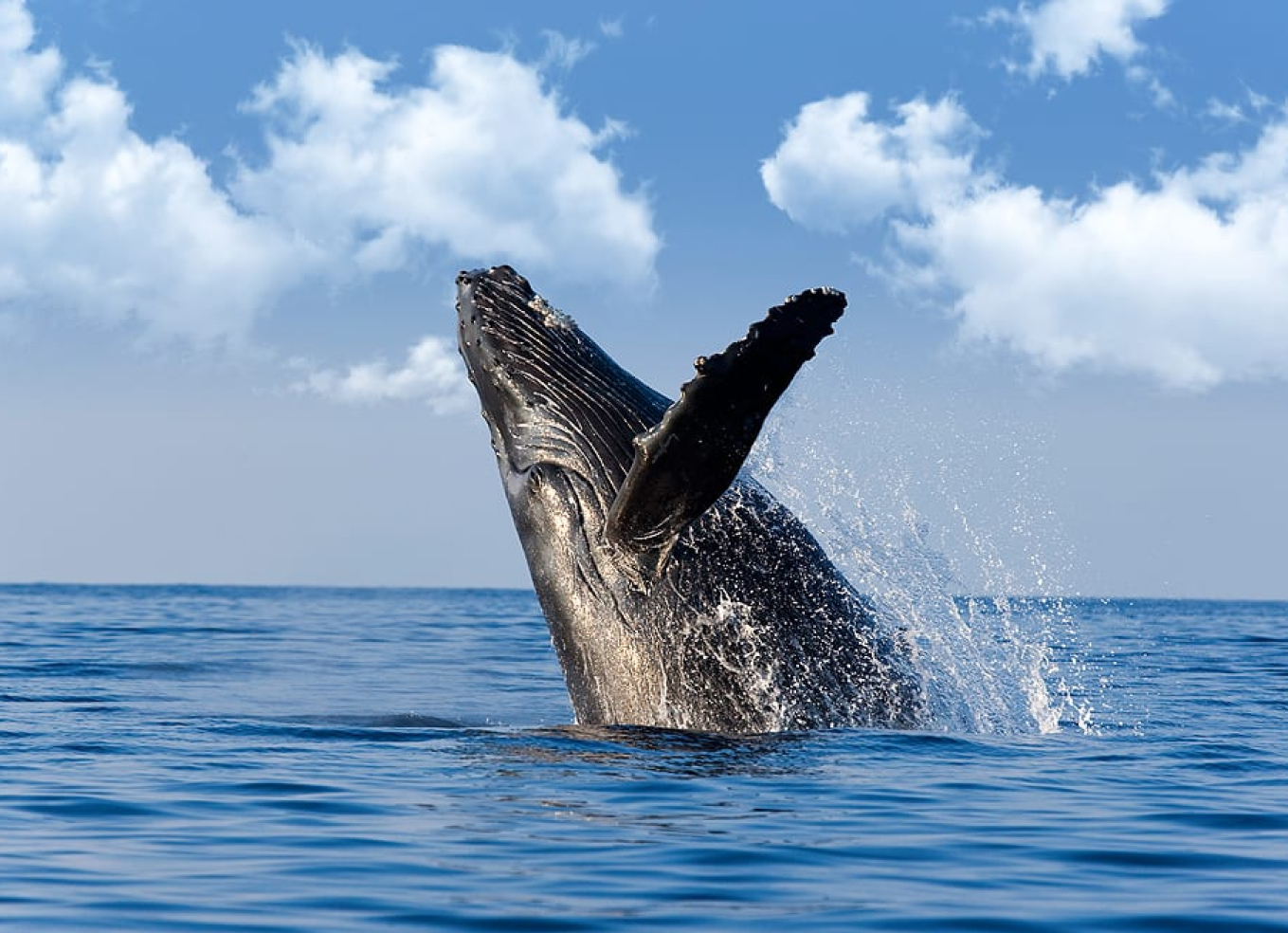whale-watch Whale Watch