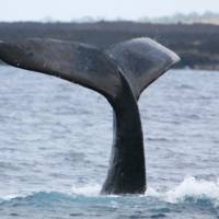 Whale Watching Maui Whale Fluke Up Dive