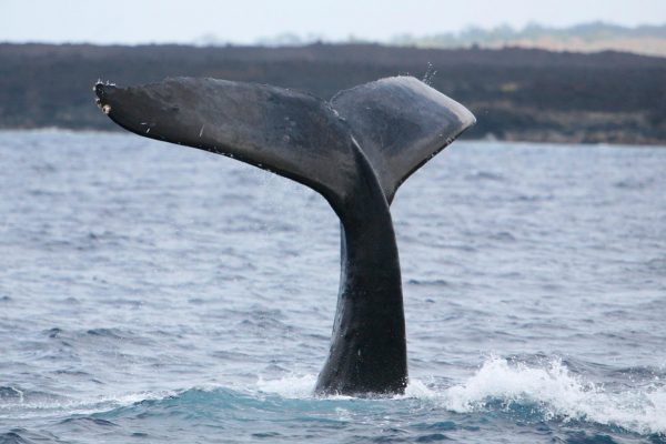 Whale Watching Maui Whale Fluke Up Dive