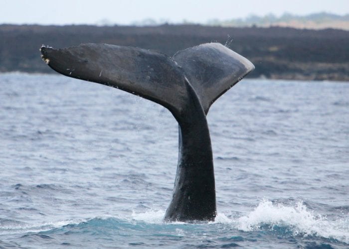 Whale Watching Maui Whale Fluke Up Dive