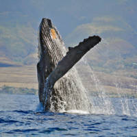 Whale Watching Maui Whale Breech